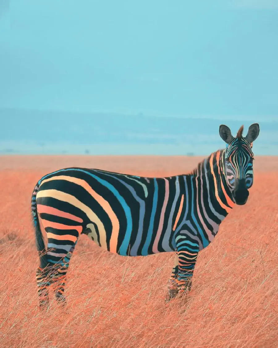 changing-the-zebras-stripes.jpg