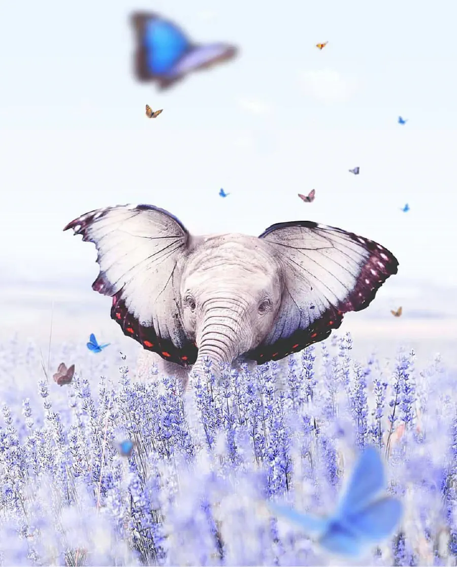 butterfly-elephant.jpg