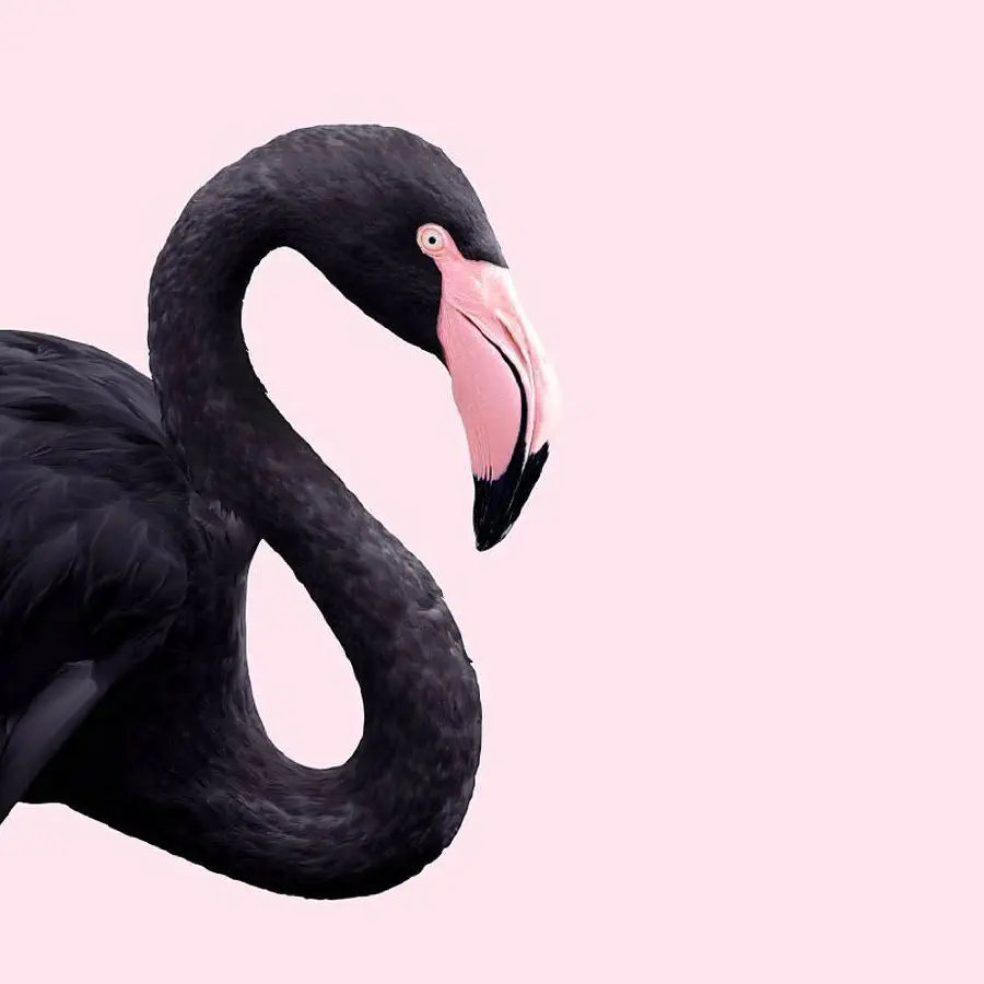 black-flamingo.jpg