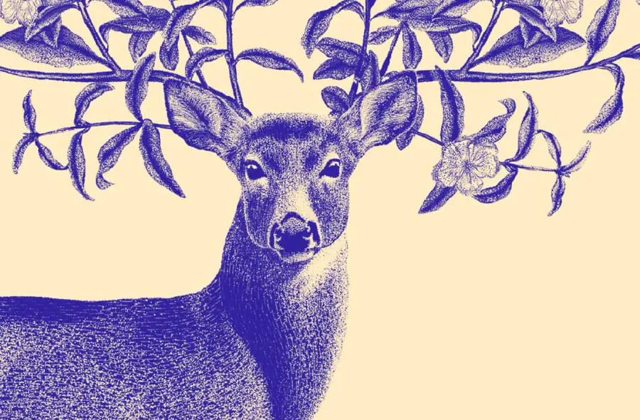 deer-flora.jpg