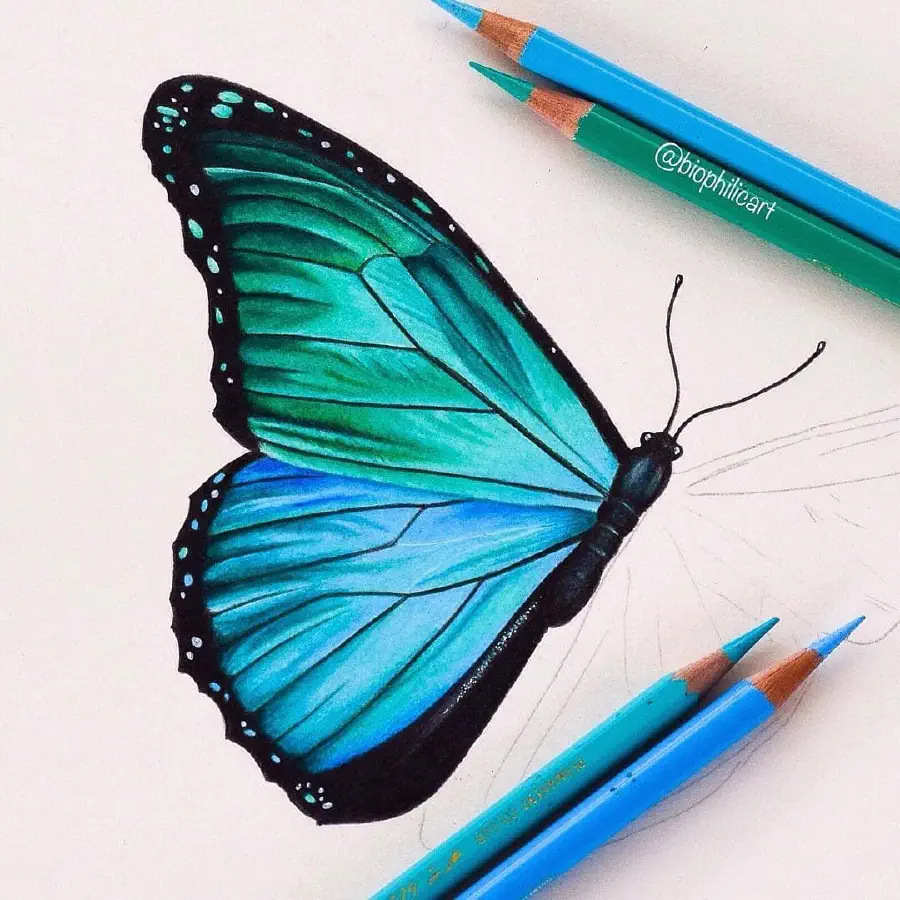 blue-morpho-butterfly.jpg