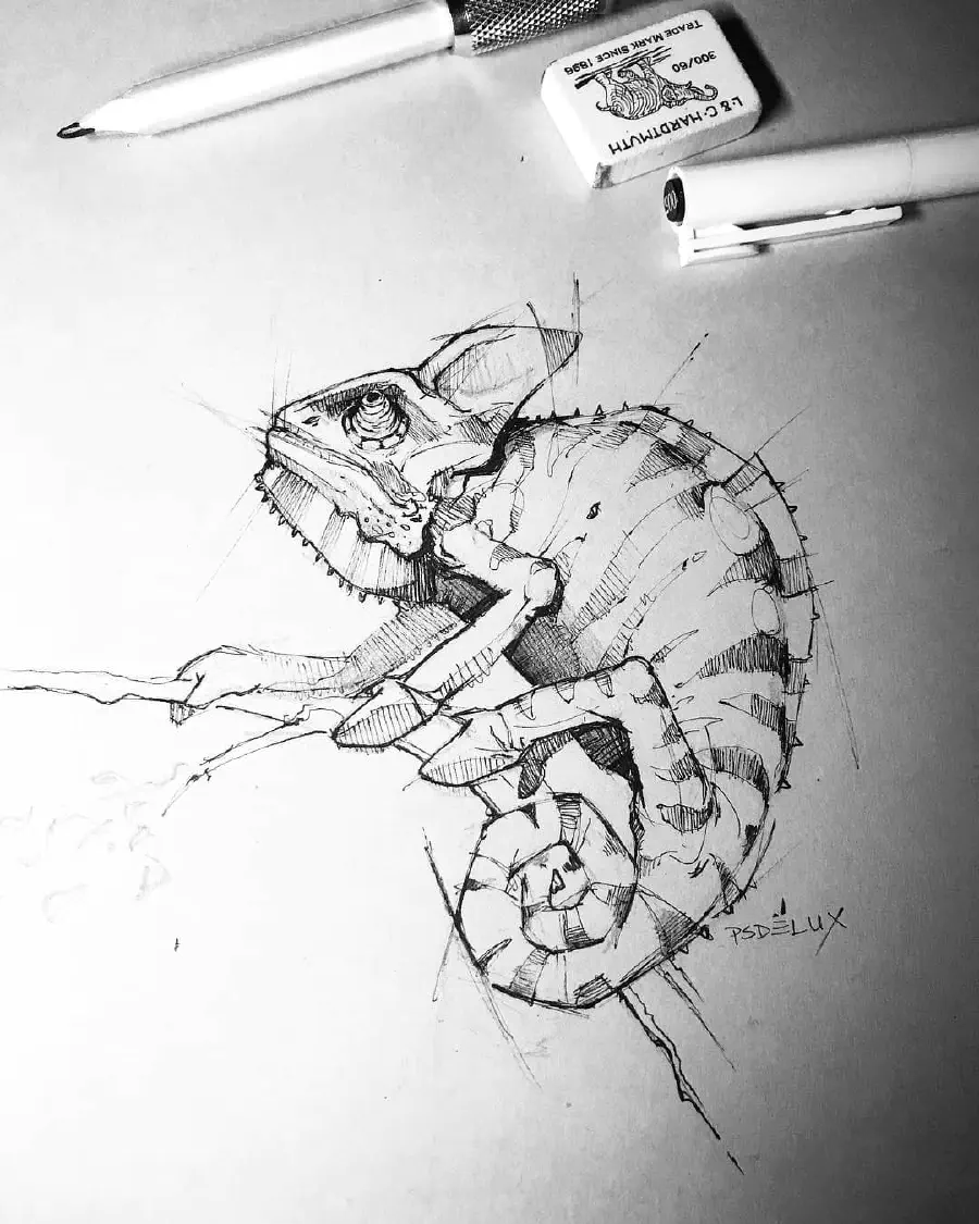 chameleon-sketch.jpg