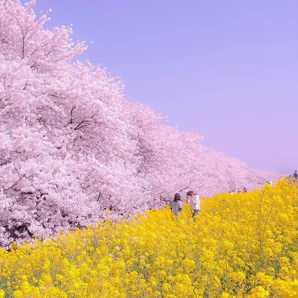 spring-colours-in-saitama.jpg
