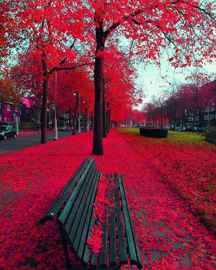 colourful-fall.jpg