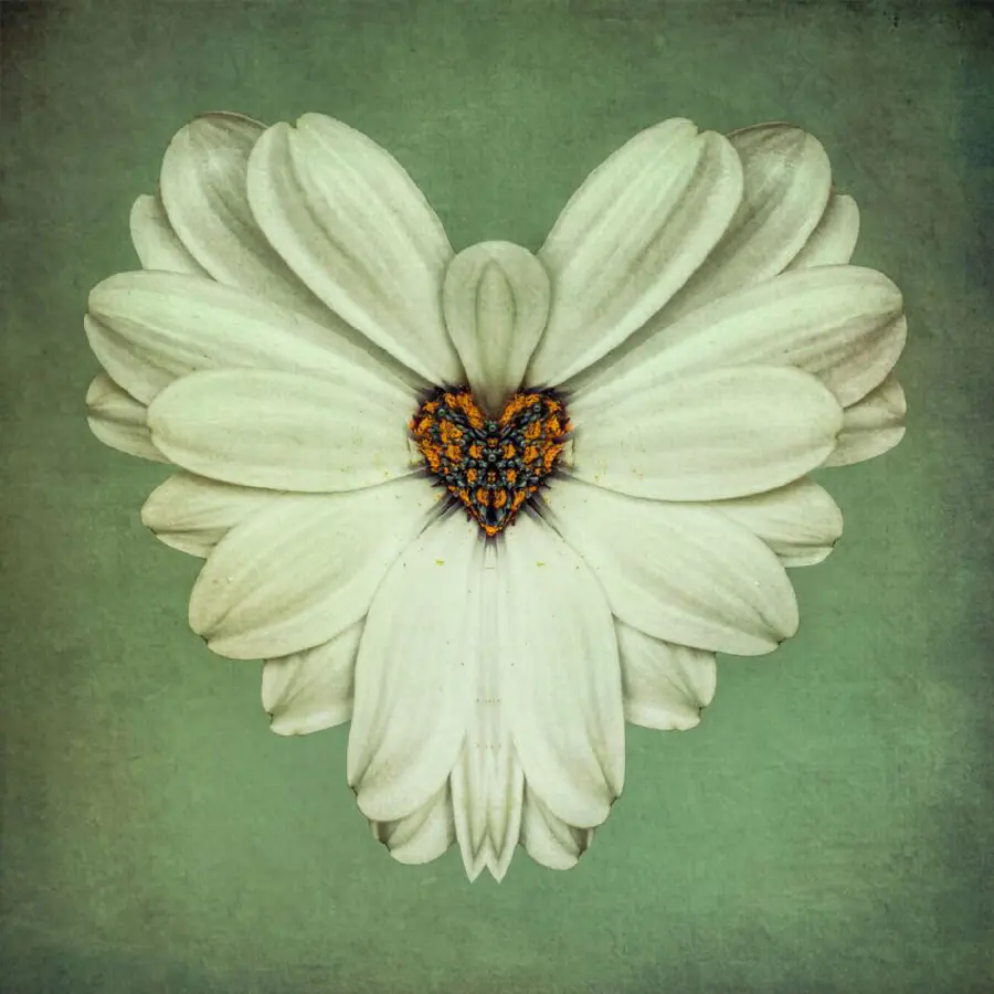 heart-flower.jpg