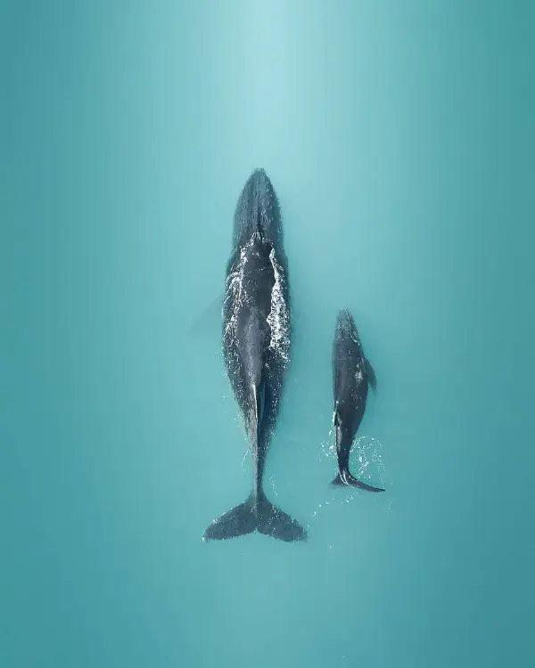 humpback-family.jpg