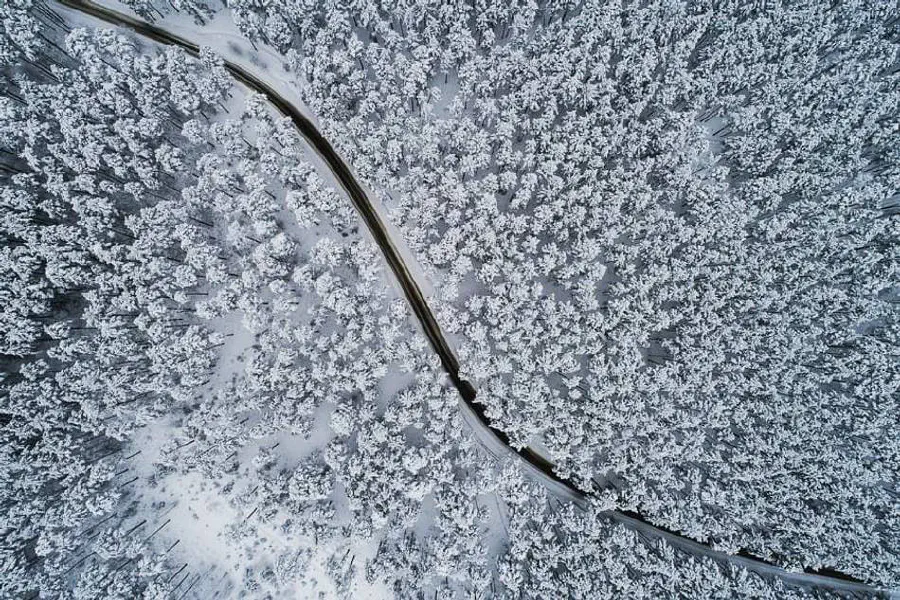 snowy-forest.jpg